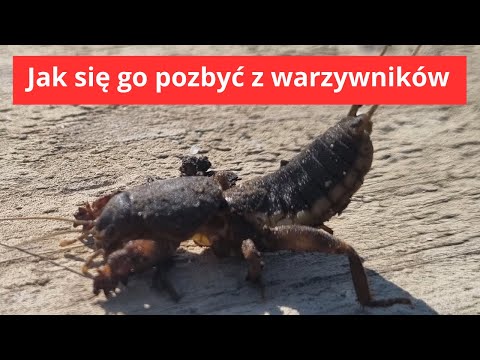 The biggest pest in vegetable gardens in Poland. How to get rid of it?
