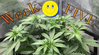 Let’s grow autoflowering cannabis in a closet! Week 5!