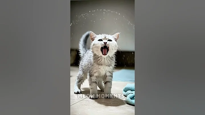 Video 11807471: funniest cat bath, cat bath fail, kitten bath, gold kitten, fluffy kitten