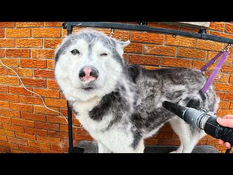 My Dogs are SHEDDING Like Crazy! Let the Floofs Fly (in Song)