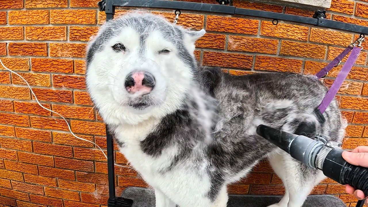 Мои собаки линяют как сумасшедшие! Пусть пушистики летят (в песне)