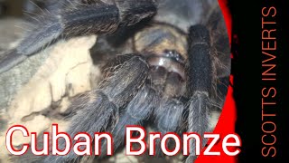 The Cuban Bronze tarantula care and set up
