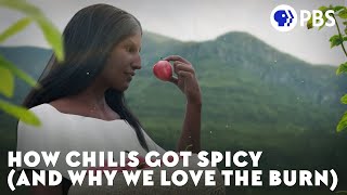 How Chilis Got Spicy (and Why We Love the Burn)