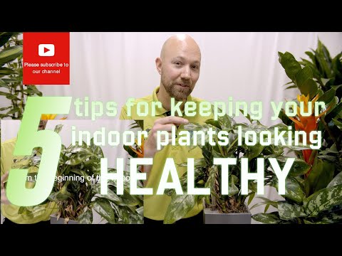 How To Keep Shrubs Healthy