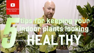 5 tips for keeping your indoor plants looking healthy