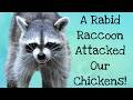 A Rabid Raccoon Attacked Our Chickens!
