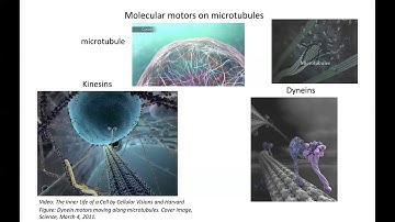 Computational Biophysics 12
