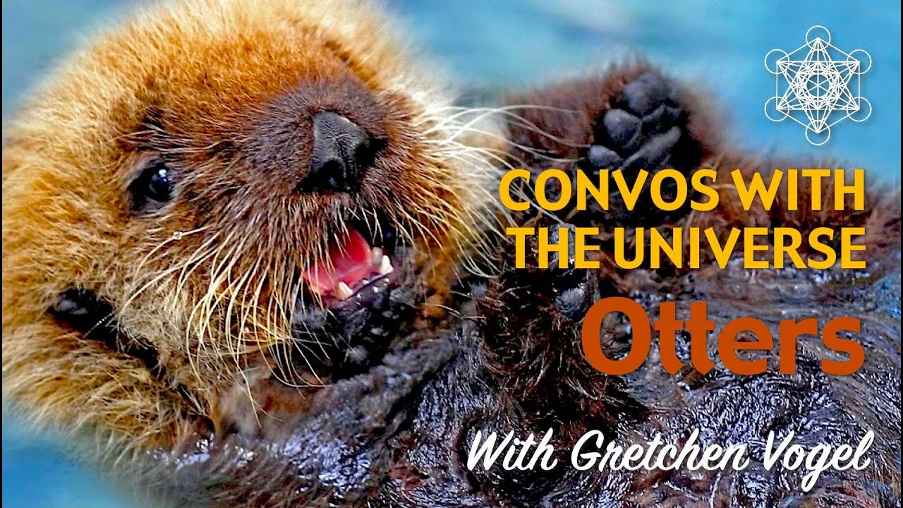 CHANNELING: A Convo with Otter Consciousness