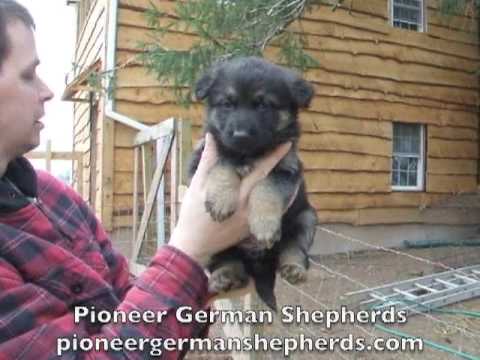 German Shepherd Pups Gsd Puppies For Sale Ash X Sig 2009 5