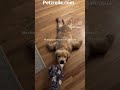 Petzrella.com