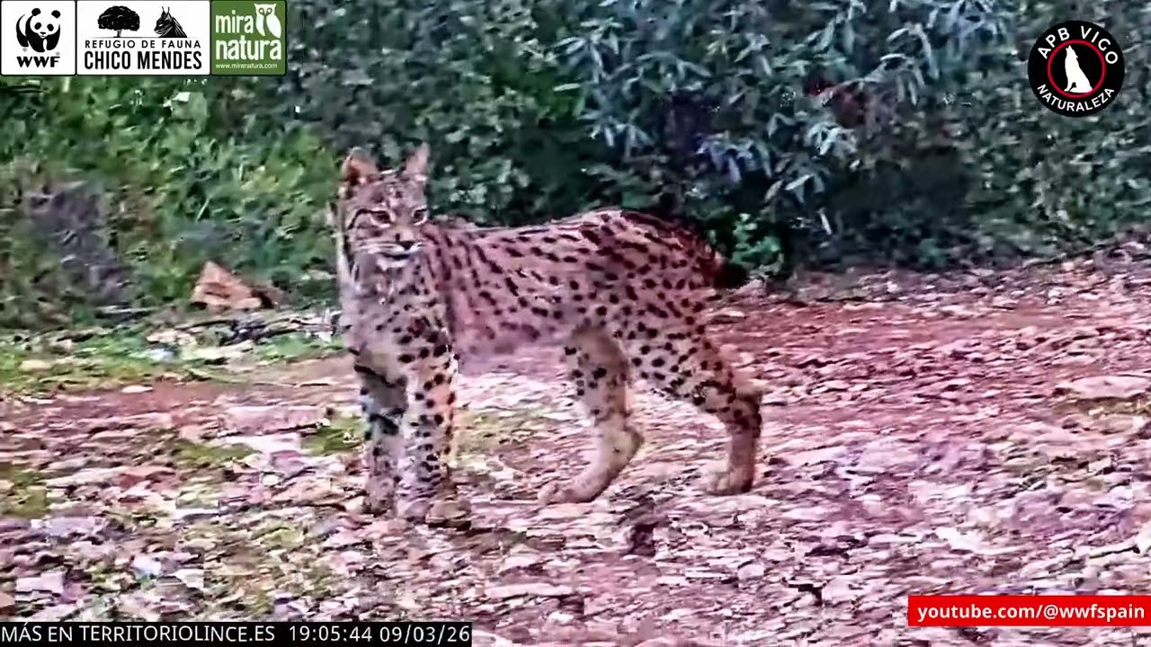 Dos LINCES ibéricos de día | Territorio Lince