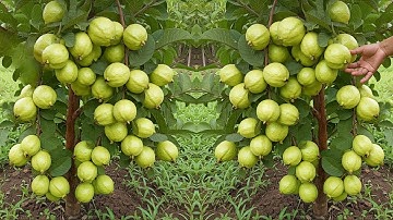 Grow Guava Trees from Cuttings: A Step-by-Step Guide