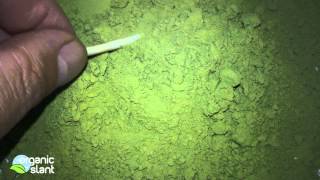 Radiation monitor matcha green tea powder 10-5-2012 | Organic Slant