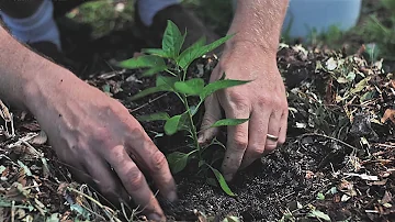 Don't Worry About Your Bad Dirt: Here's How to Make an Instant Garden and Start Gardening TODAY!