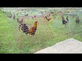 Inside genius farm techniques to breed elite roosters