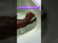 ガーちゃんお風呂に入れたら　#トイプードル