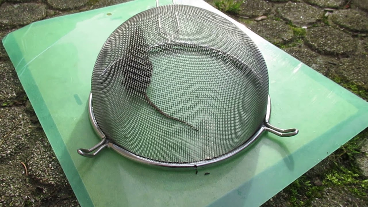 Unsere neue Hausmaus