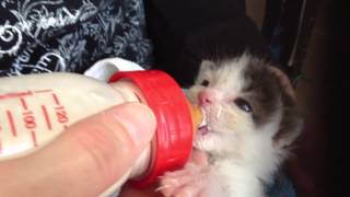 Hand Raising And Bottle Feeding Kitten