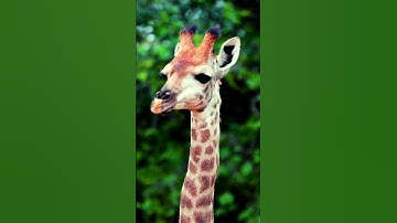 giraffe sounds , giraffe sound  #animalsouds #animalnoises #cutelittleanimals