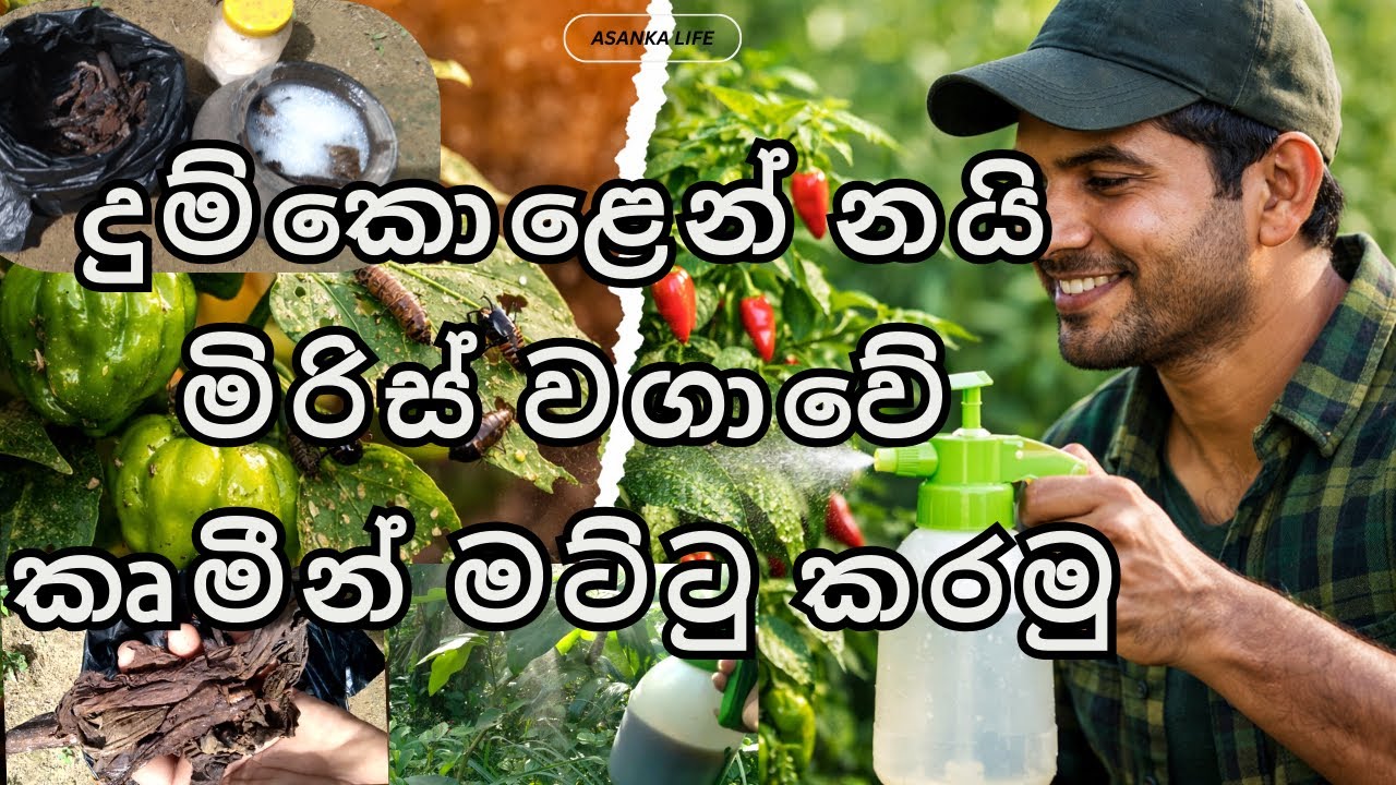 දුම්කොළ භාවිතා කරලා නයි මිරිස් කෘමි හානි 100% අඩු කරමු  Organic Farming Tips #Asankalife #highlights