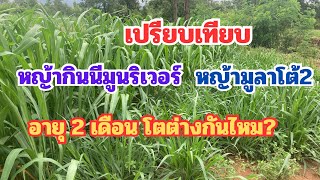 เปรียบเทียบ หญ้ากินนีมูนริเวอร์ กับหญ้ามูลาโต้2 อายุ 2 เดือน โตต่างกันไหม?