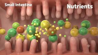 Human Digestive System Explained in 1 Minute 🧠 | How Digestion Works