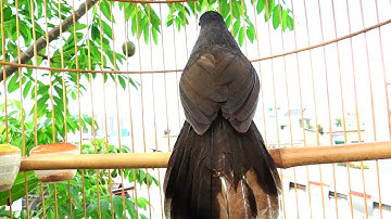 Luyện Giọng Chim Khướu Bạc Má Hót Giọng Rừng Buổi Sáng/ khướu bạc má hót hay/kích khướu căng lửa