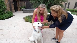 Jackie Siegel rescues a Great Pyrenees from a kill shelter