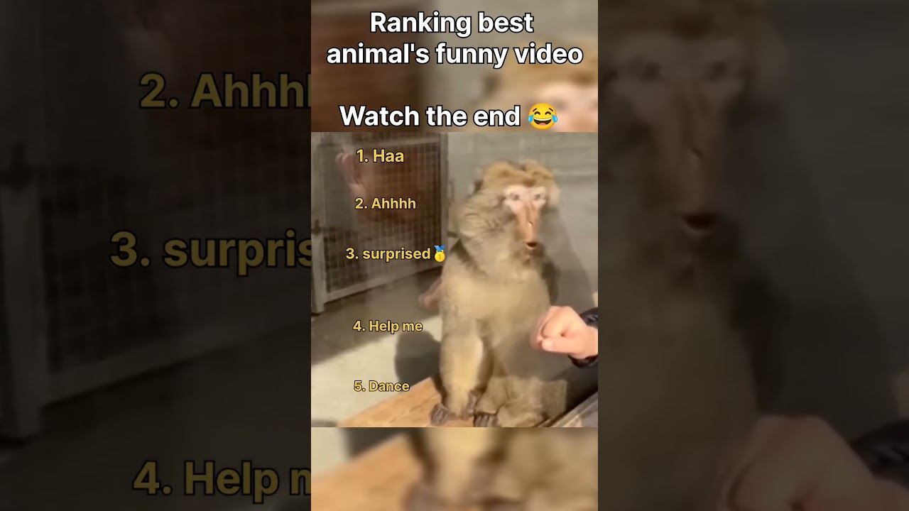 Ranking best animals funny videos 