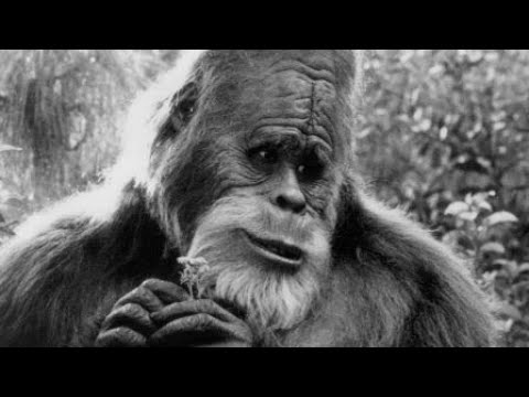 Снежный человек-Бигфут - Йети.