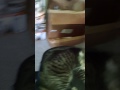 Spinning My Fat Cat In A Chair