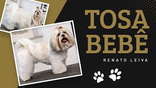 Renato Leiva  Tosa Bebê (Shih Tzu  Lhasa Apso  Yorkshire  Maltês)