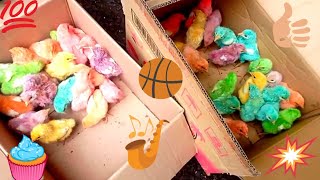 OMG||Finding color chicks in field | beautiful color hen chicks | baby chick in field | baby chicks