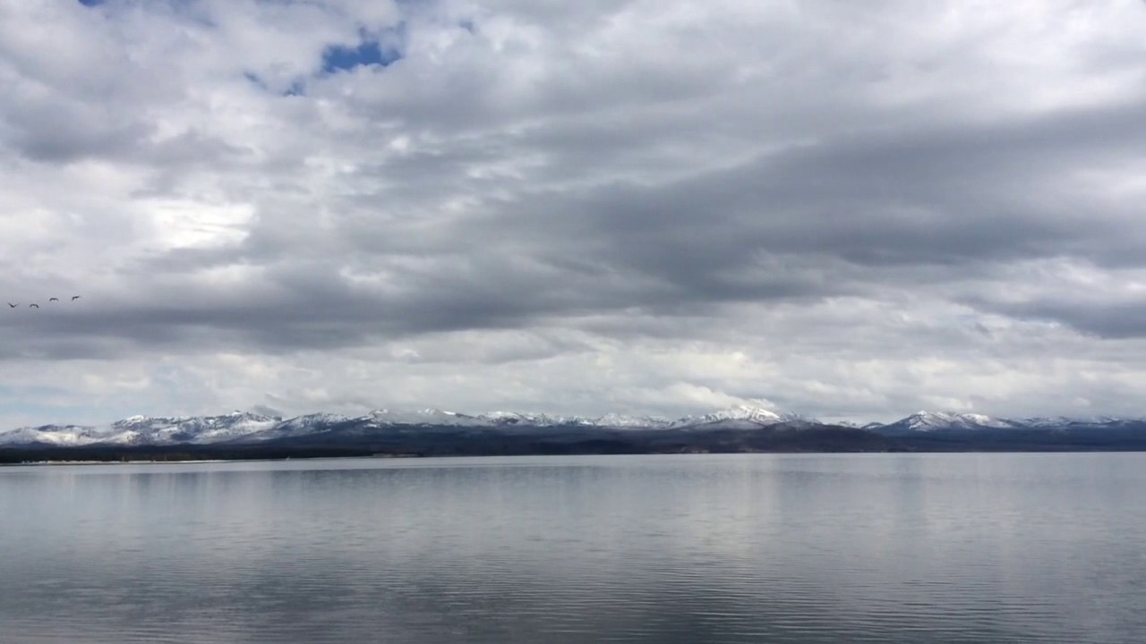 Flock of Geese Over Yellowstone Lake September 2016 YouTube