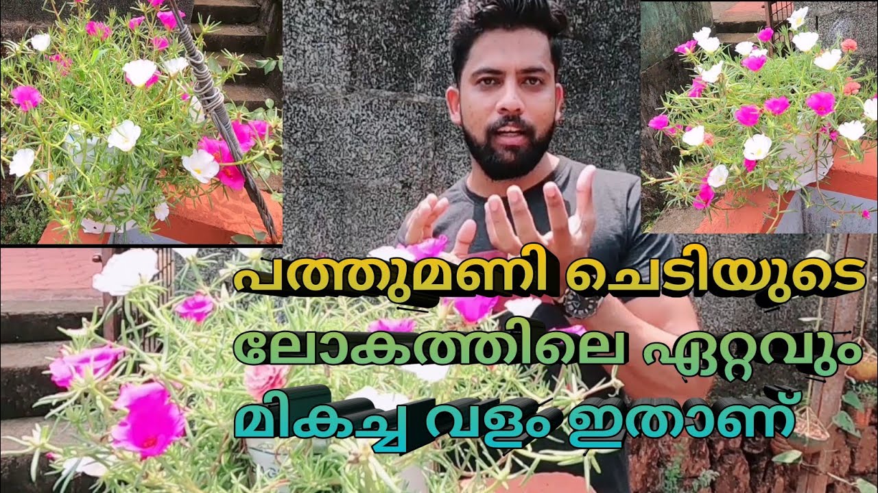 Table Rose Caring and Tips/ Best fertilizer for mose rose pathumanichedi caring പത്തുമണി ചെടി കാറിങ്