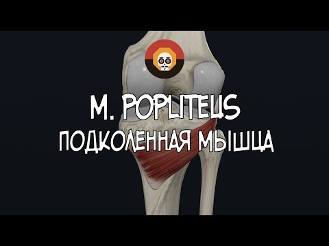 Подколенная мышца (m. popliteus) 3D Анатомия