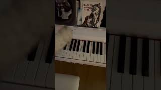 Labradoodle plays piano
