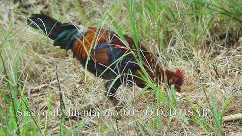 Suab qaib dib thiab cuab tuaj zoo100%(เสียงไก่ต่อหนุ่มต่อหมาน100%)