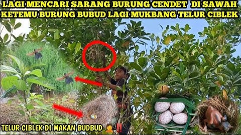 Ngebolang mencari sarang burung di persawahan ‼️
