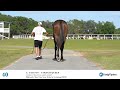 HIP 40 Midlantic May Two-Year-Olds in Training