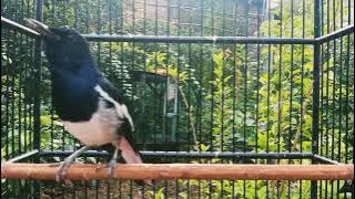 TERAPI KACER GACOR PAGI SIANG SORE MALAM