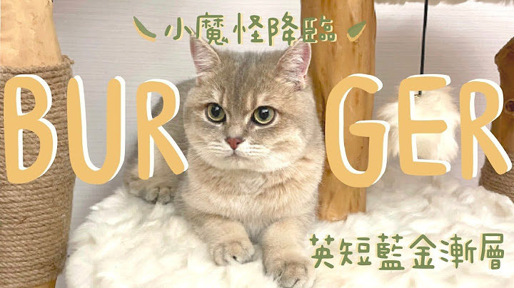🐱英短蓝金渐层 | 回家事前准备 | 🍔小魔怪Burger V.S. 💩 新手铲屎官 | Gforgypsyc - 天天要闻