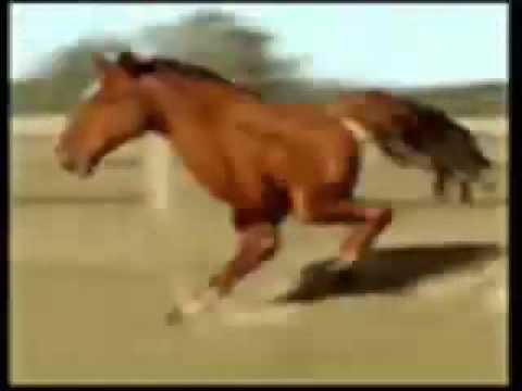 funny-horse-running