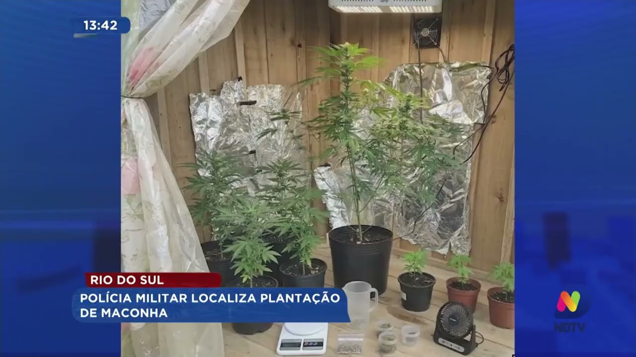 Rio do Sul: Polícia Militar localiza plantação de maconha