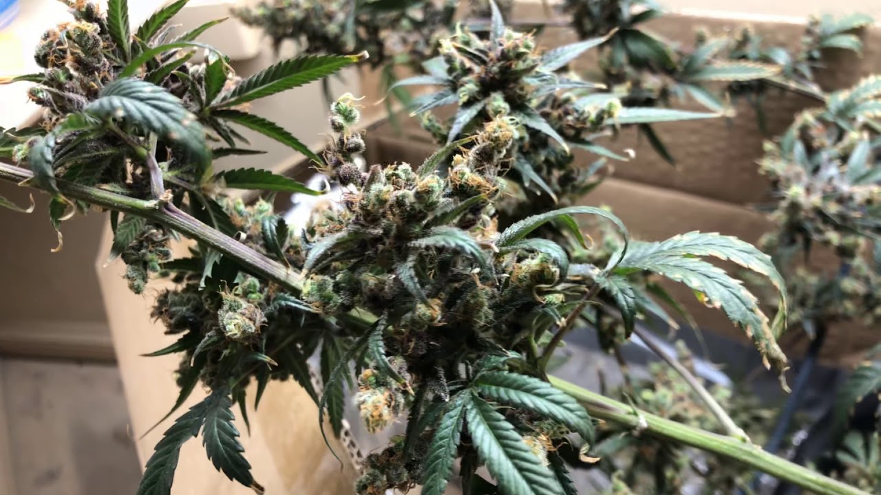 Purple Punch Indoor Grow Almost already For Harvest!!!!