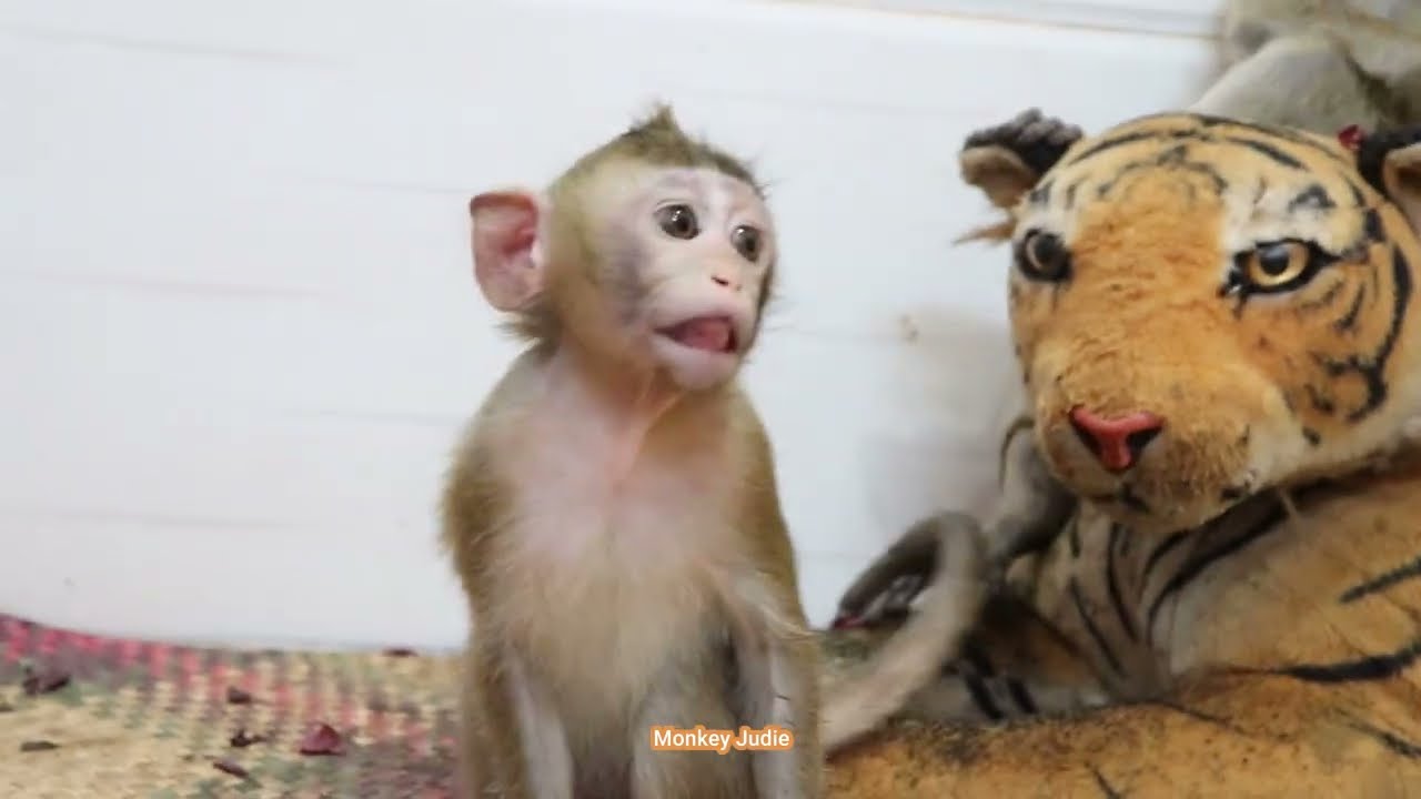 little monkey_sit and looking at