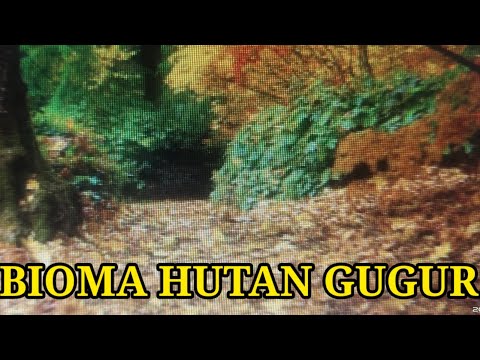 Video: Apakah hutan gugur merupakan bioma?