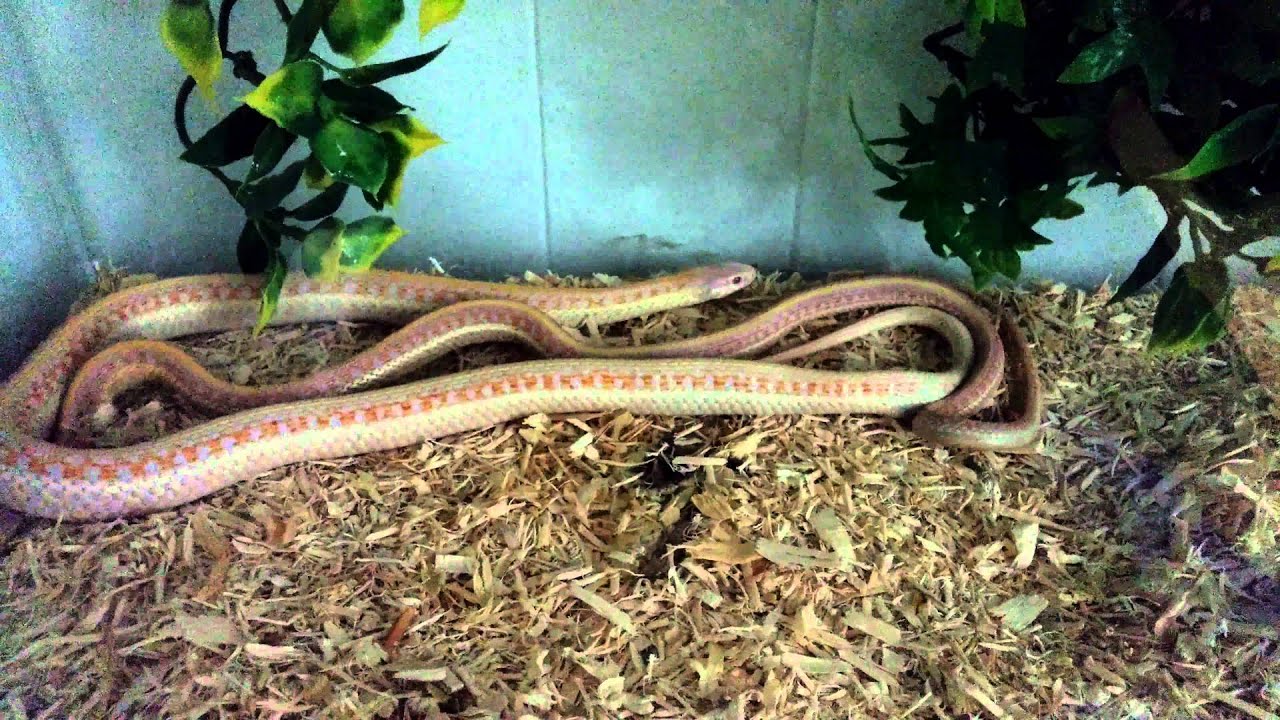 camera iphone 8 plus apk Red albino x high red albino (breeding)