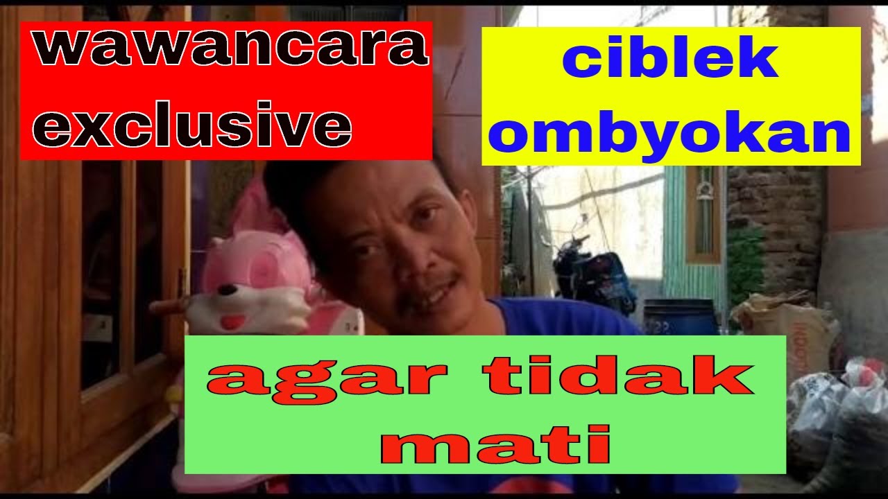 Wawancara exclusive cara memilih ciblek ombyokan yang bagus 