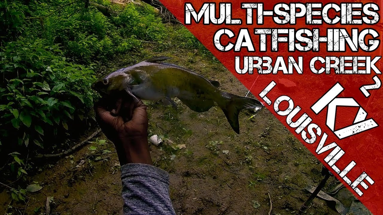 MultiSpecies Catfishing Secret Urban Creek Louisville KY 2 YouTube